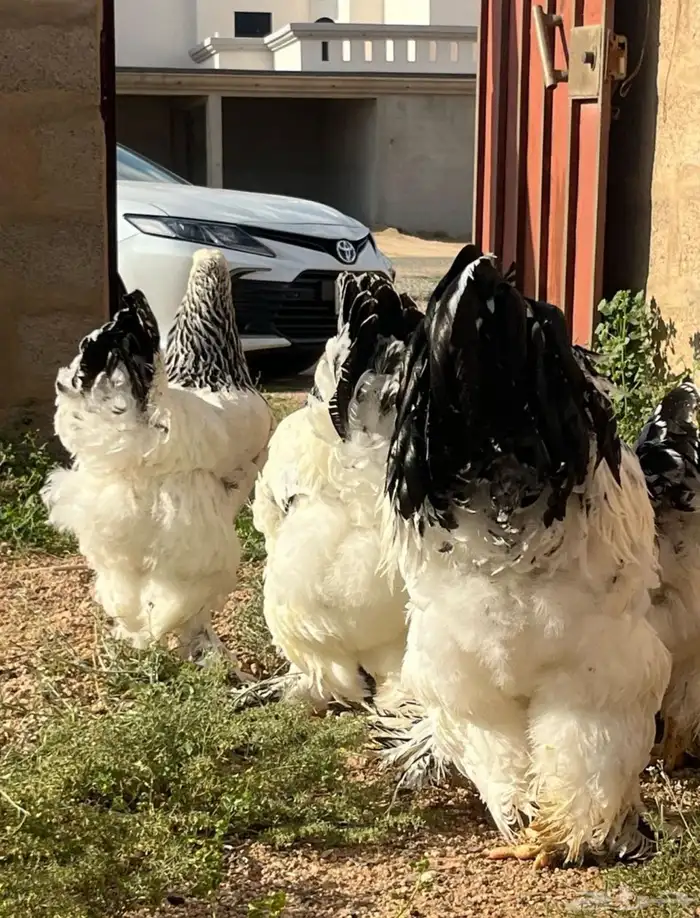 بيض بلدي للاكل فقط 5