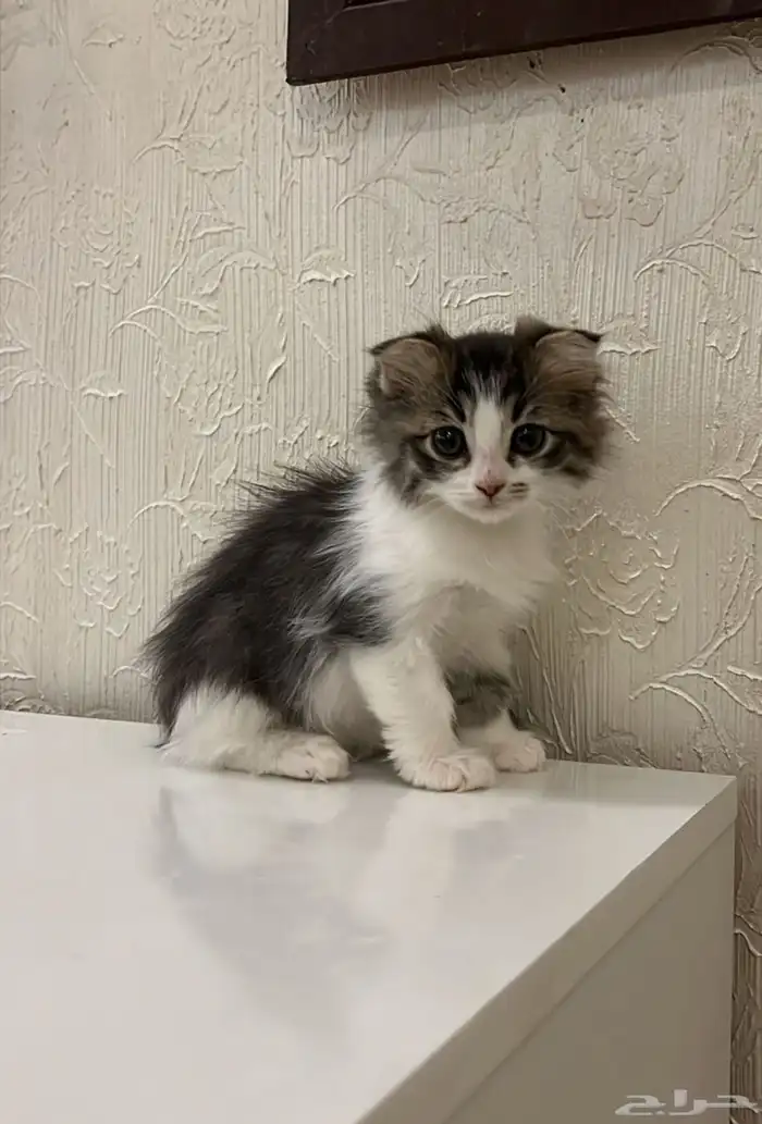 انثى سكوتش كتن للبيع 0