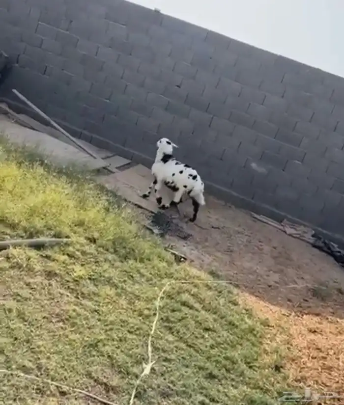 خروف 0
