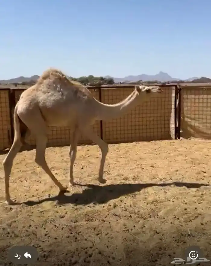قعود 0