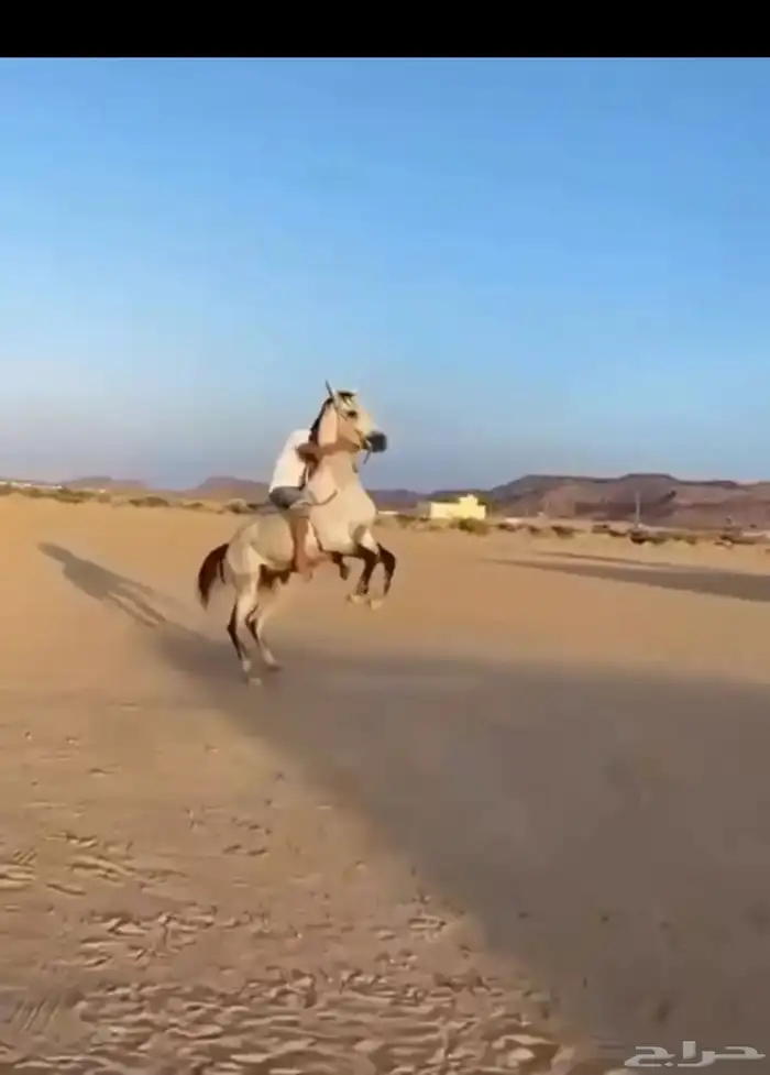 حصان شعبي 0