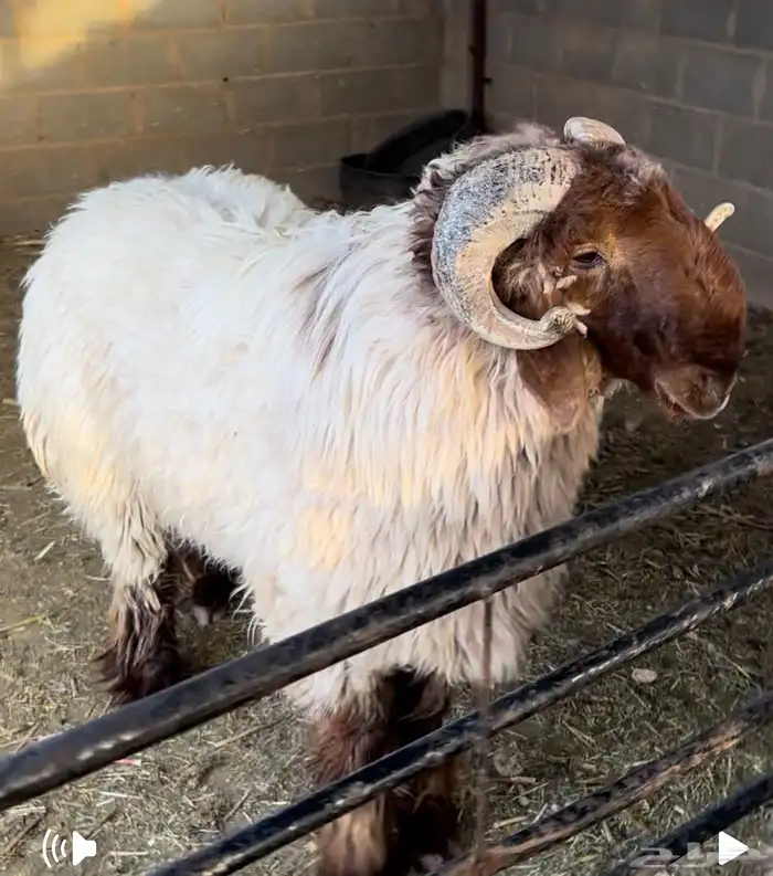 فحل نعيمي معرف صنف فاخر راس وملب من حلال رديني الخنفور 0