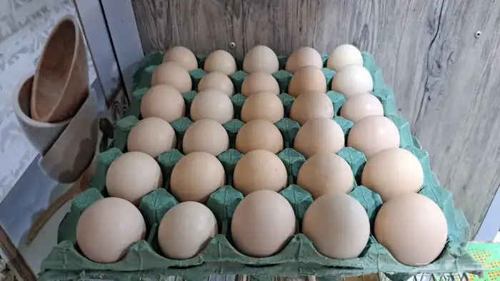 بيض بلدي للاكل فقط 2