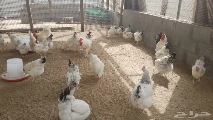 بيض بلدي للاكل فقط 4