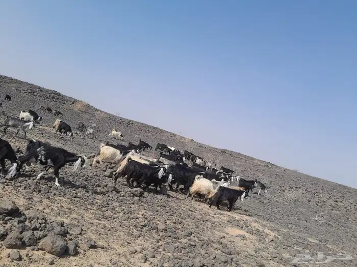 معزا عوارض للبيع 0