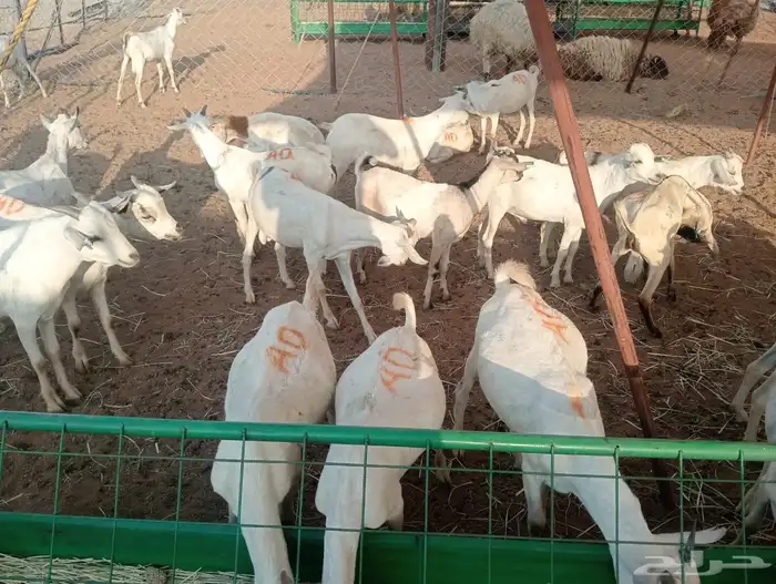 تيوس وقعدان للبيع جمله وتفريد 8