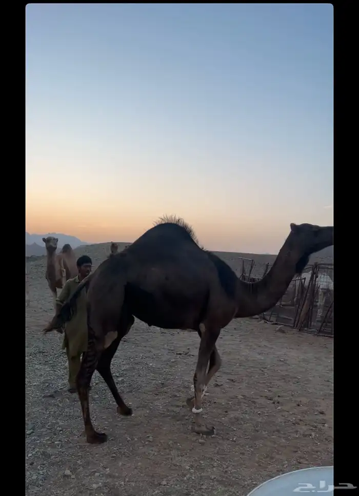 ناقه البيع 0