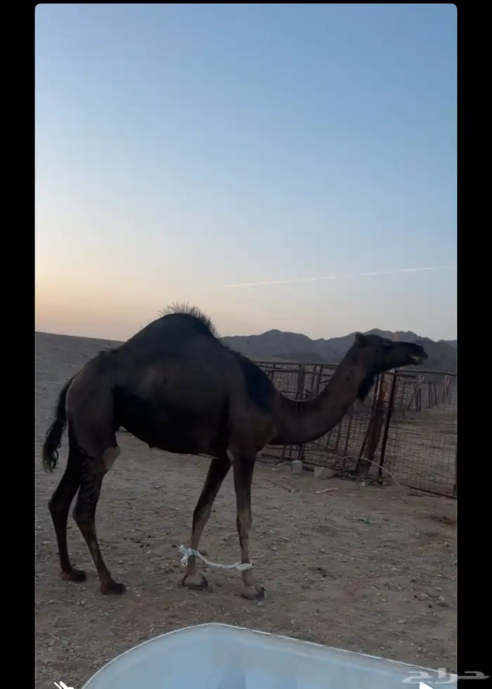 ناقه البيع 1