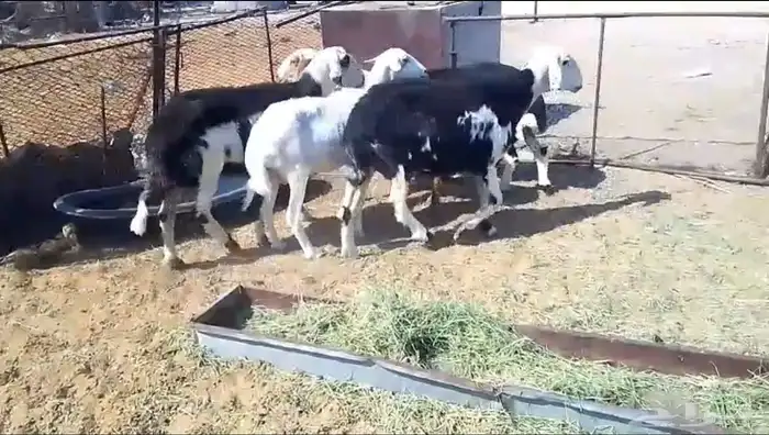 5 نعاج للبيع 0