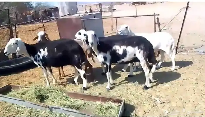 5 نعاج للبيع 2