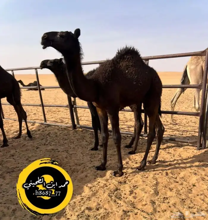 للبيع بعير مجهم طيب ومنتج 3