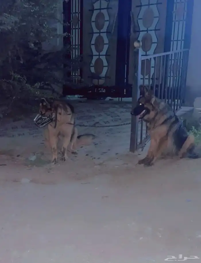 مطلوب كلب حراسة لتبني 0