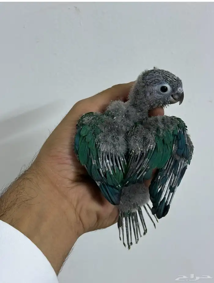 فرخ كنيور بلو شيك تم البيع الله يبارك الشاري 7