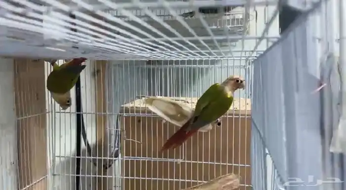 أزواج كنيور متنوعه ومنتجة ومميزة(مفرد-جملة) 11