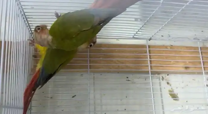 أزواج كنيور متنوعه ومنتجة ومميزة(مفرد-جملة) 12