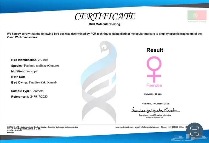 أزواج كنيور متنوعه ومنتجة ومميزة(مفرد-جملة) 15