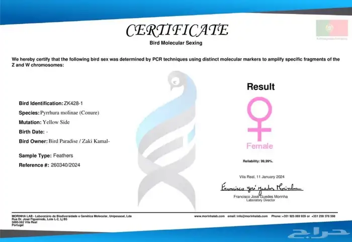 أزواج كنيور متنوعه ومنتجة ومميزة(مفرد-جملة) 14