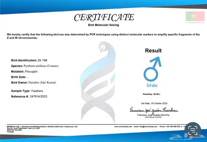 أزواج كنيور متنوعه ومنتجة ومميزة(مفرد-جملة) 19