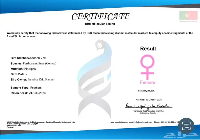 أزواج كنيور متنوعه ومنتجة ومميزة(مفرد-جملة) 18