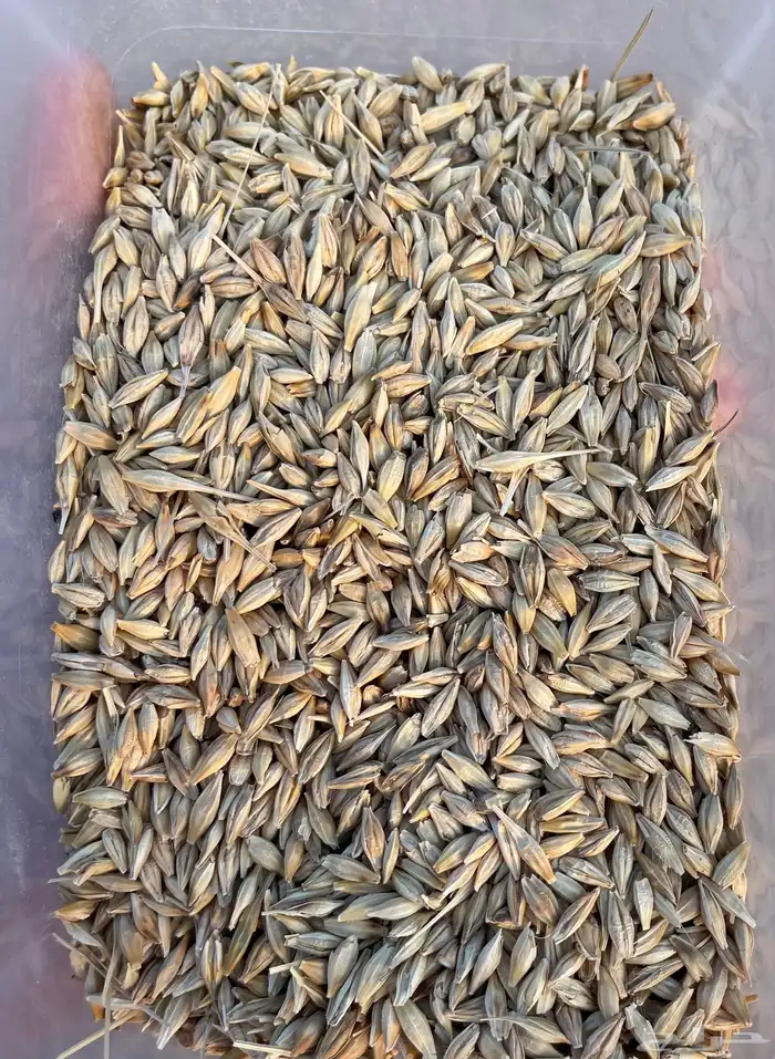 بذر شعير سداسي( تم بيع كامل الكميه خارج الموقع ) 0