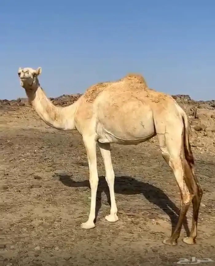 هجن 0