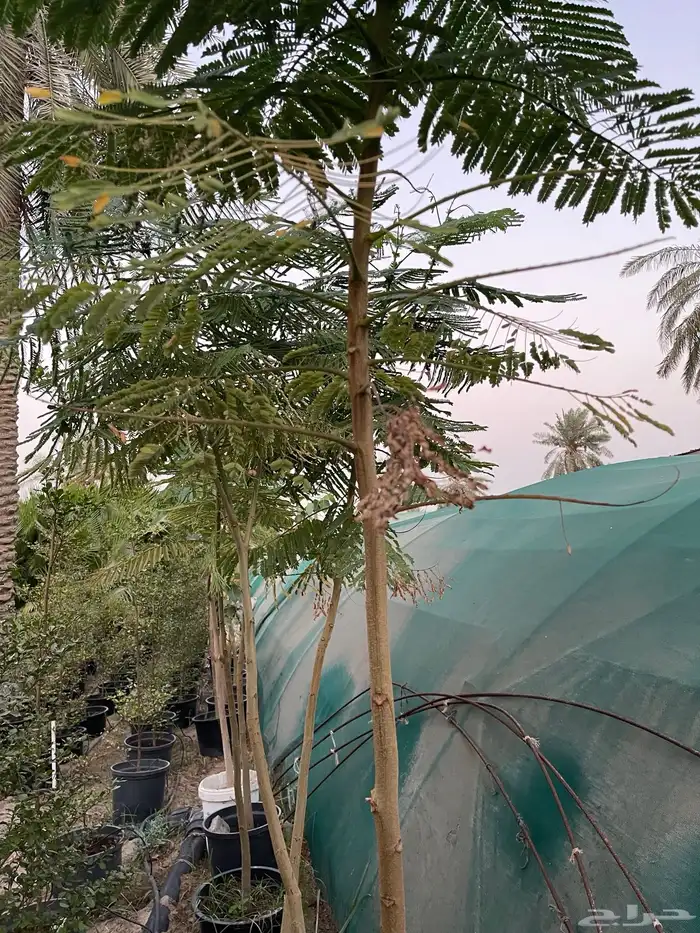 شتلات البونسيانا 2