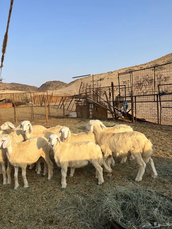 بهم حريات على مزاين الطائف 3
