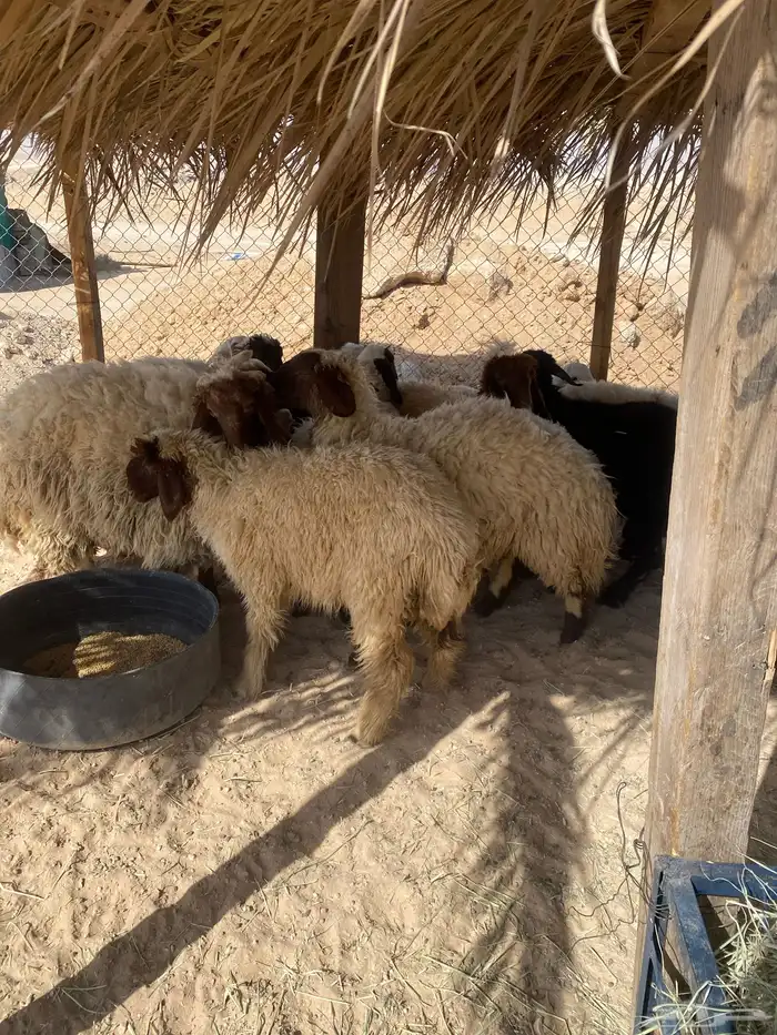 ذبايح طيبه بلدي 2