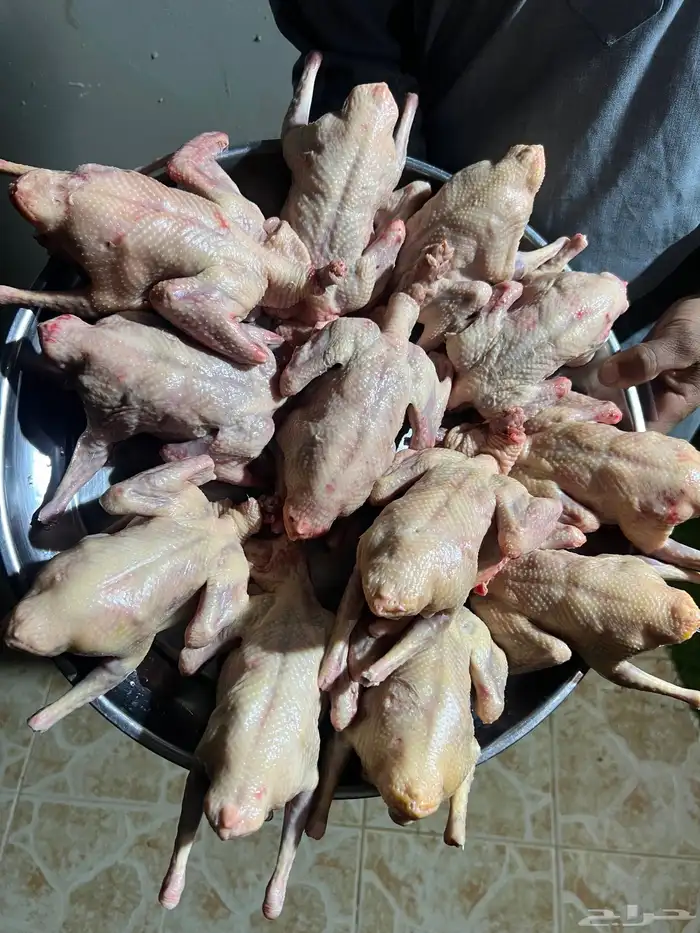 فراااخة حمام فرنسي على كيف كيفك 0