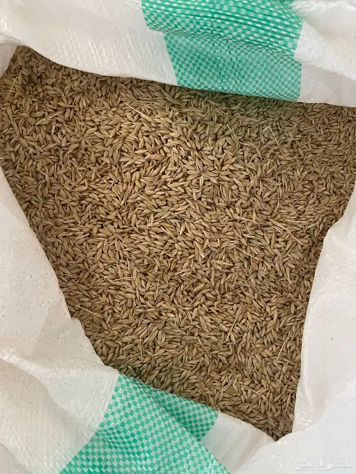 بذر شعير سداسي( تم بيع كامل الكميه خارج الموقع ) 1