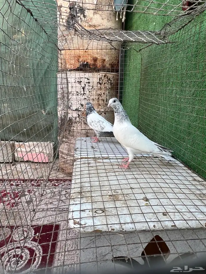 حمام بكستاني طبات تم البيع 5