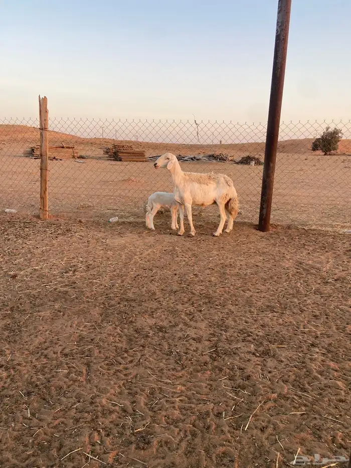 حريه معها خروف 5