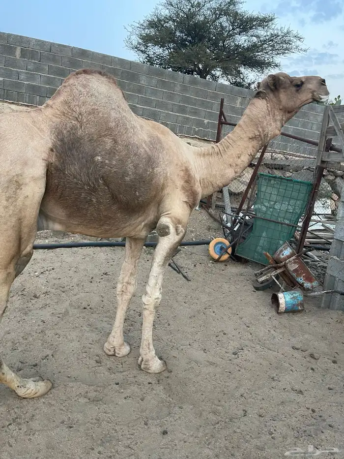 فحل ارك مشروط للبيع وخمس ابل 2