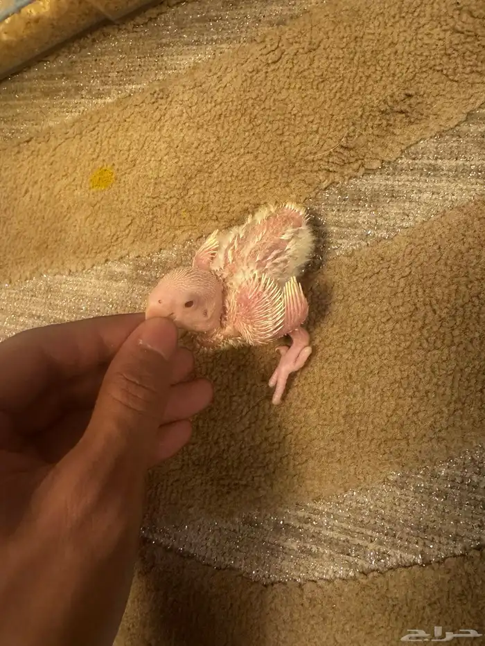 فروخ روز الالبينو 0