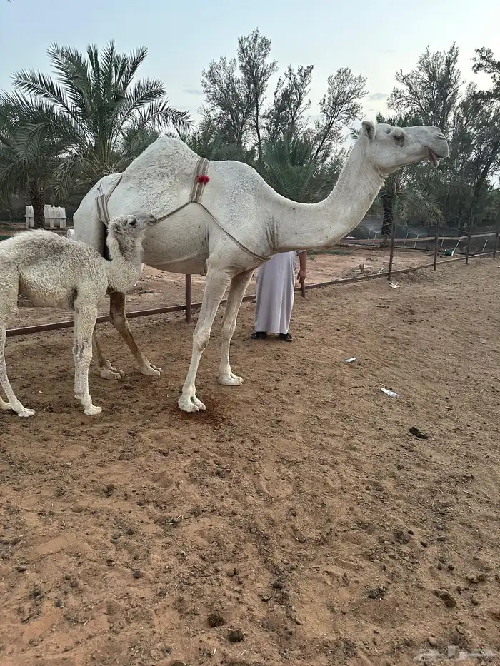 خلفه واللي معها قعود ديوسها سلم هاديه 2