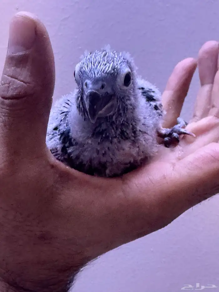 فرخ كنيور بلو شيك تم البيع الله يبارك الشاري 2