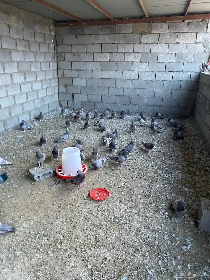 حمام فرنسي جامبو 0