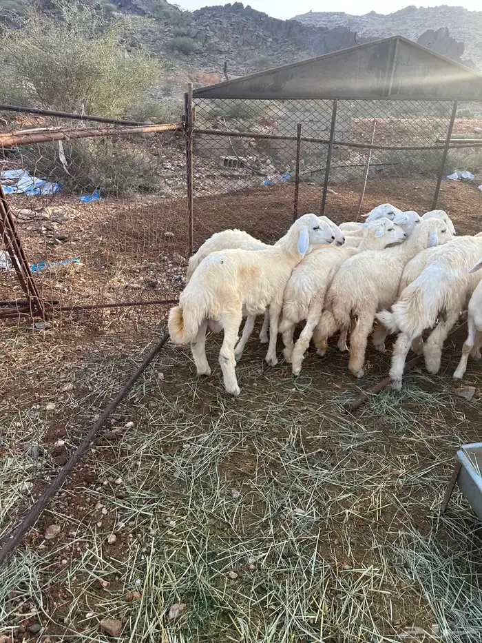 طليان سمان طرف وشعرة 8