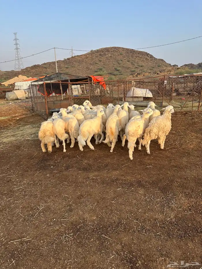 طليان سمان طرف وشعرة 4