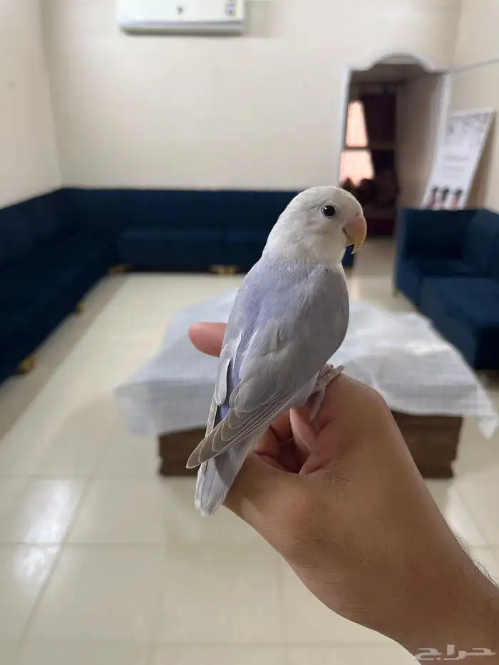 طير روز اليف 0