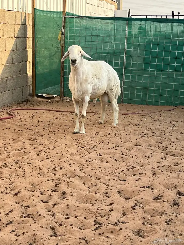 فحل حري مشروط ضراب وملطيه شرط 1