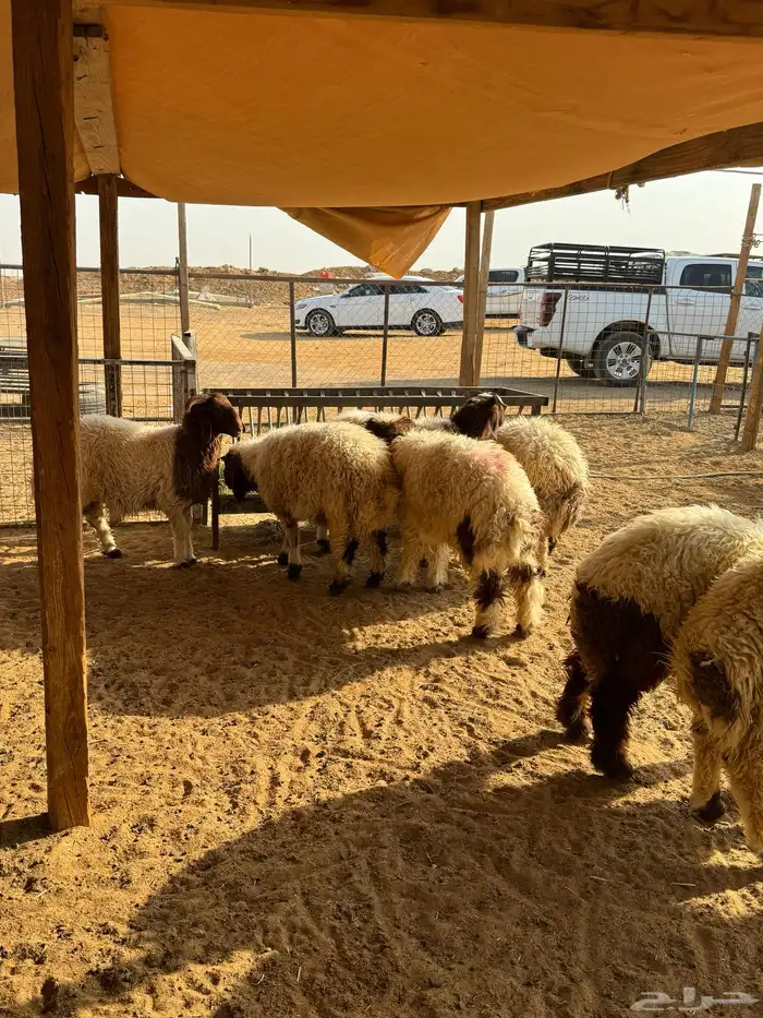 ذبايح خرفان طيبه 2