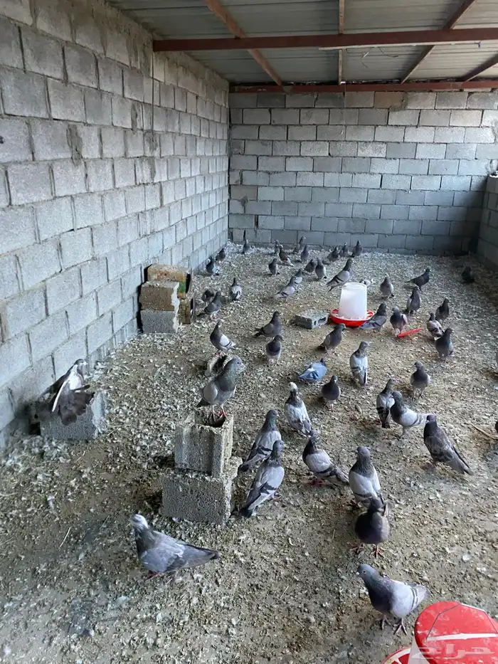 حمام فرنسي جامبو 2