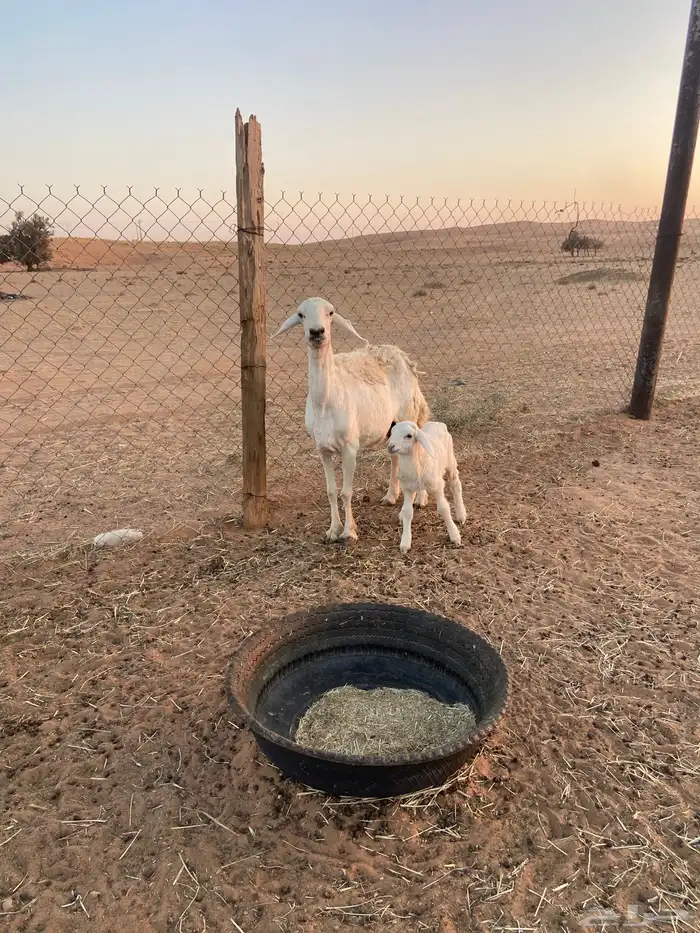 حريه معها خروف 4