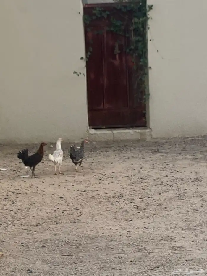 نجران الاثايبه 3