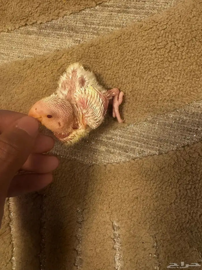 فروخ روز الالبينو 1