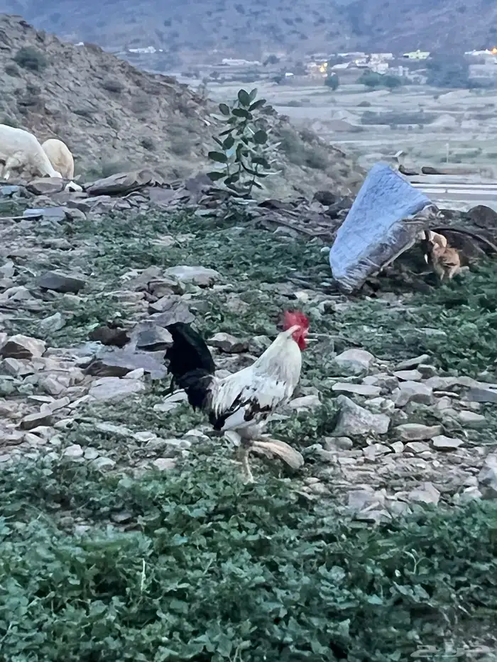 دجاج بلدي للبيع 2