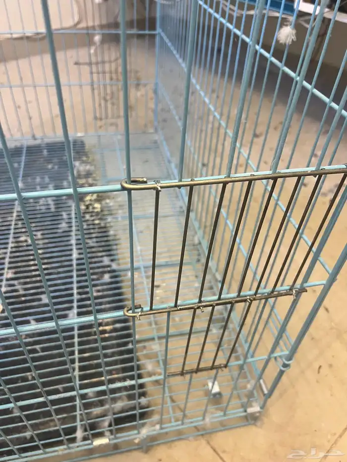 شبوك حيوانات 3