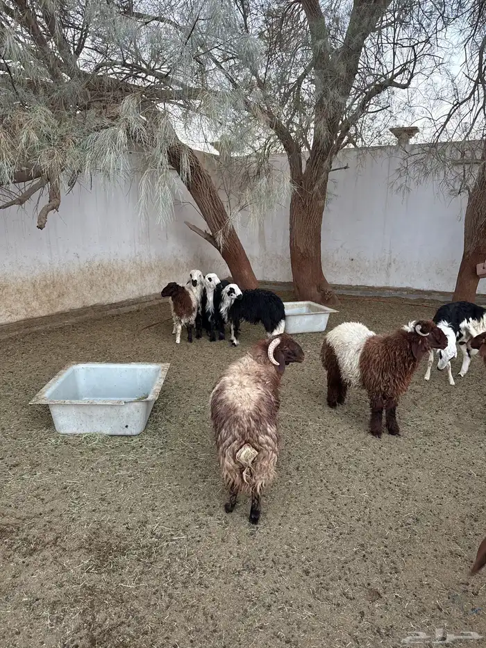 خرفان للبيع جمله 2