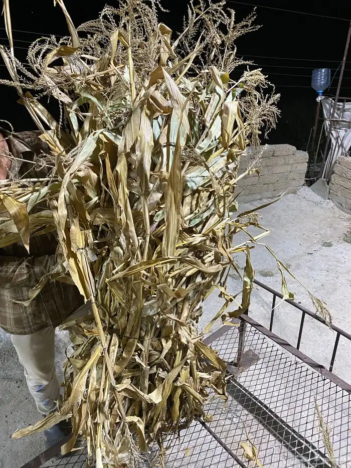حزم علف ذرة بلدية 0